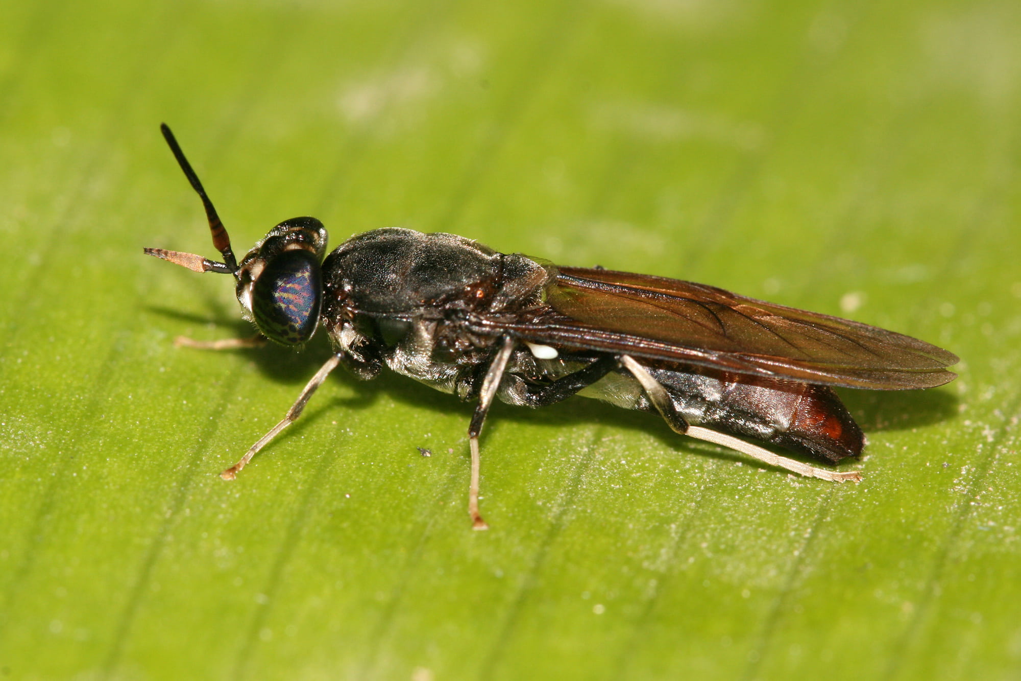 FLY4WASTE : Évaluation des bénéfices et risques de l’entomoconversion de biodéchets urbains et péri-urbains par l’insecte Hermetia illucens