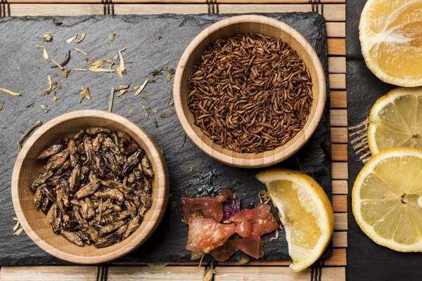 Insectes comestibles
