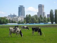 image vaches